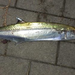 すれ！サゴシ‼￥1,000円也